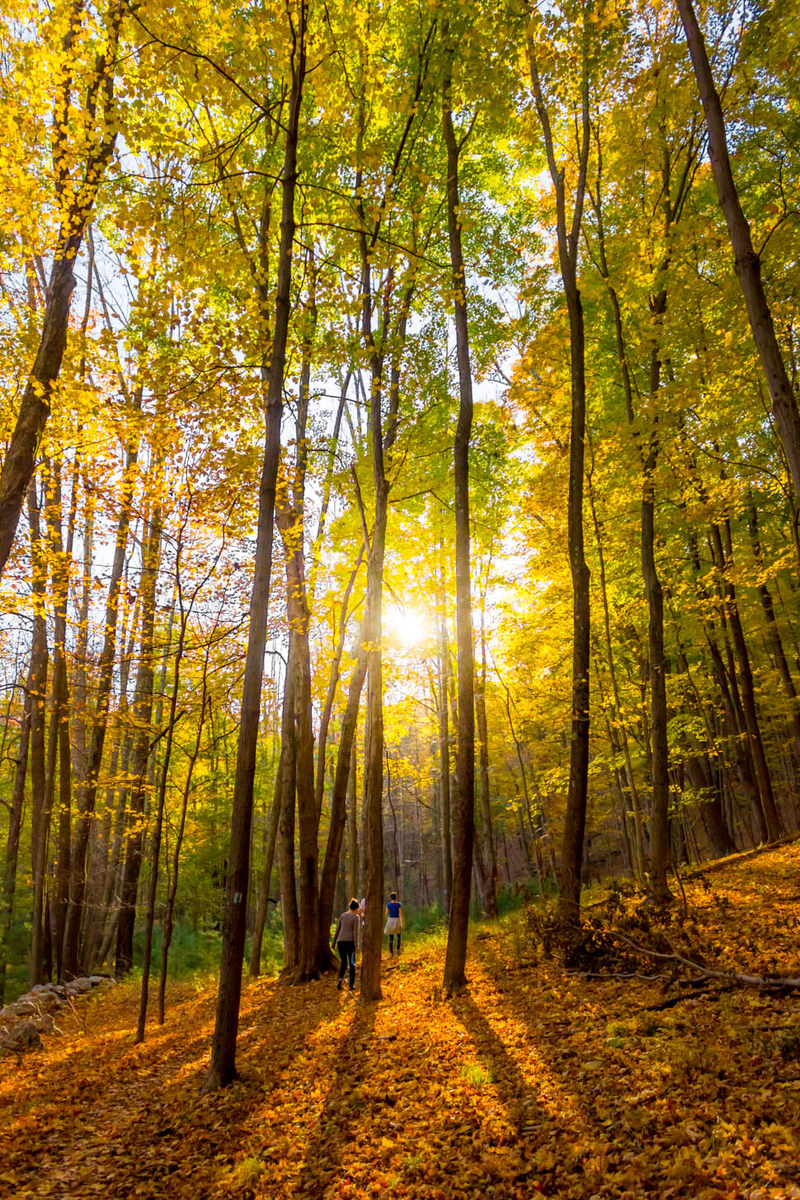 Illustration for article titled 40 Stunning Photos Of Fall Foliage